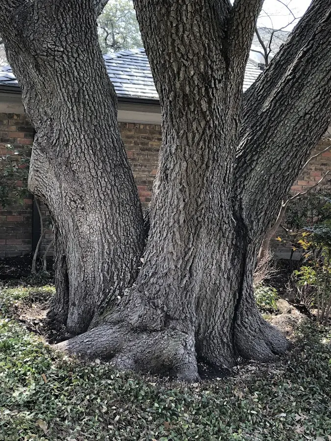 Mature heritage tree close to a Montrose property cared for by certified arborists
